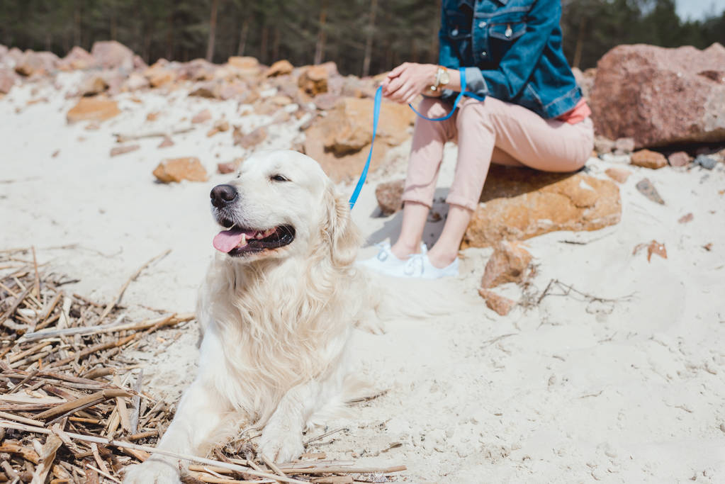 cropped view of woman sitting with golden retriever dog on sandy shore - Photo, Image