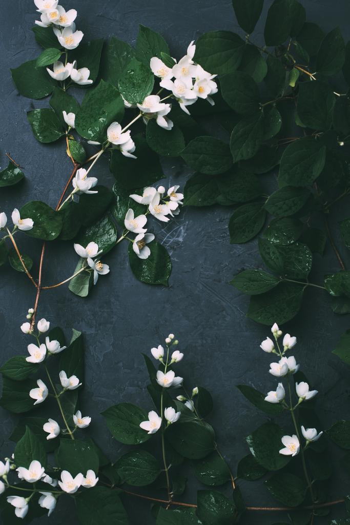 Draufsicht auf schöne weiße Jasminblüten und grüne Blätter auf schwarz - Foto, Bild
