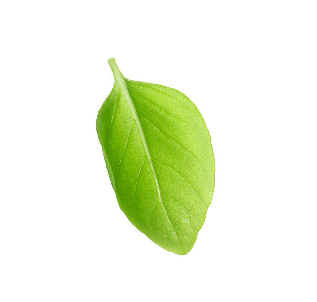 Verse groene basilicum leaf op witte achtergrond - Foto, afbeelding