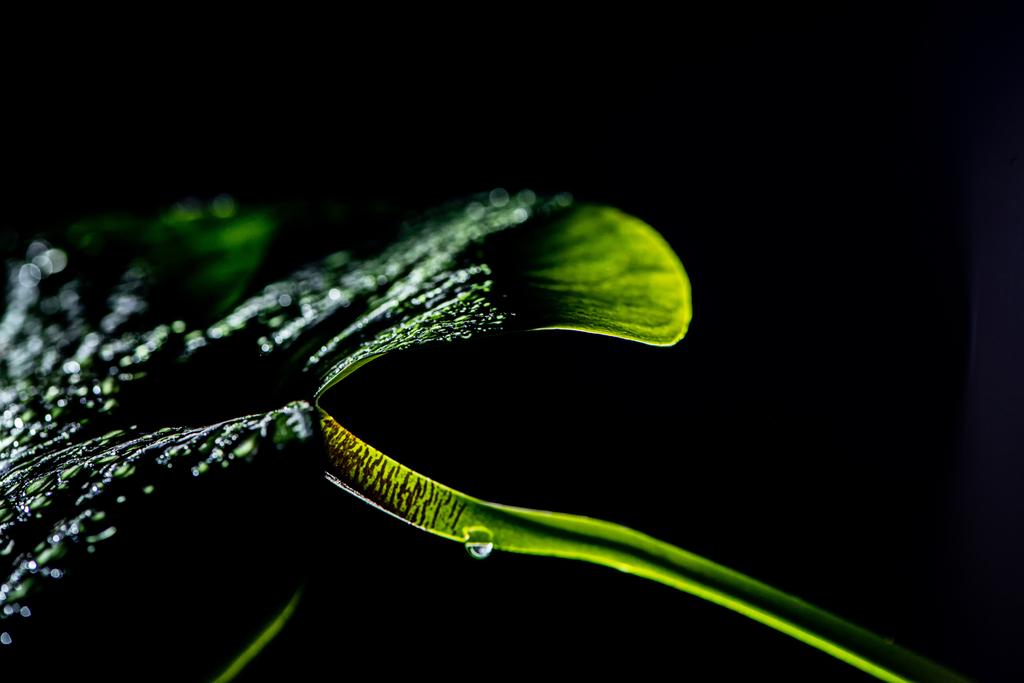 zelený list tropické s kapkami, izolované na černém pozadí - Fotografie, Obrázek