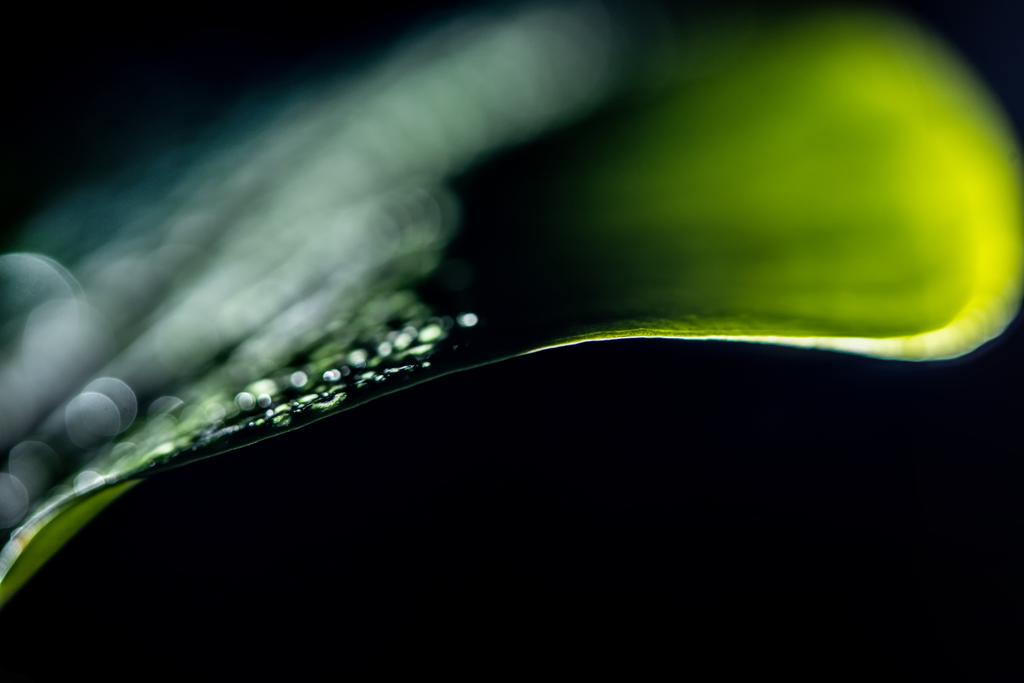 vue macro de la feuille humide verte, isolée sur noir
 - Photo, image