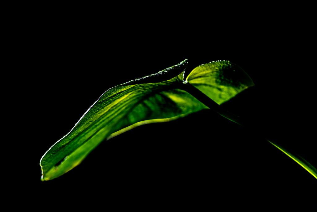 hoja tropical húmeda verde, aislada en negro
 - Foto, imagen