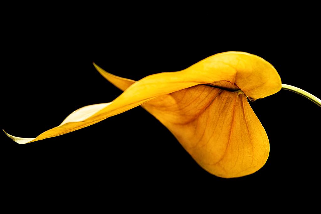 beautiful yellow leaf, isolated on black background  - Photo, Image