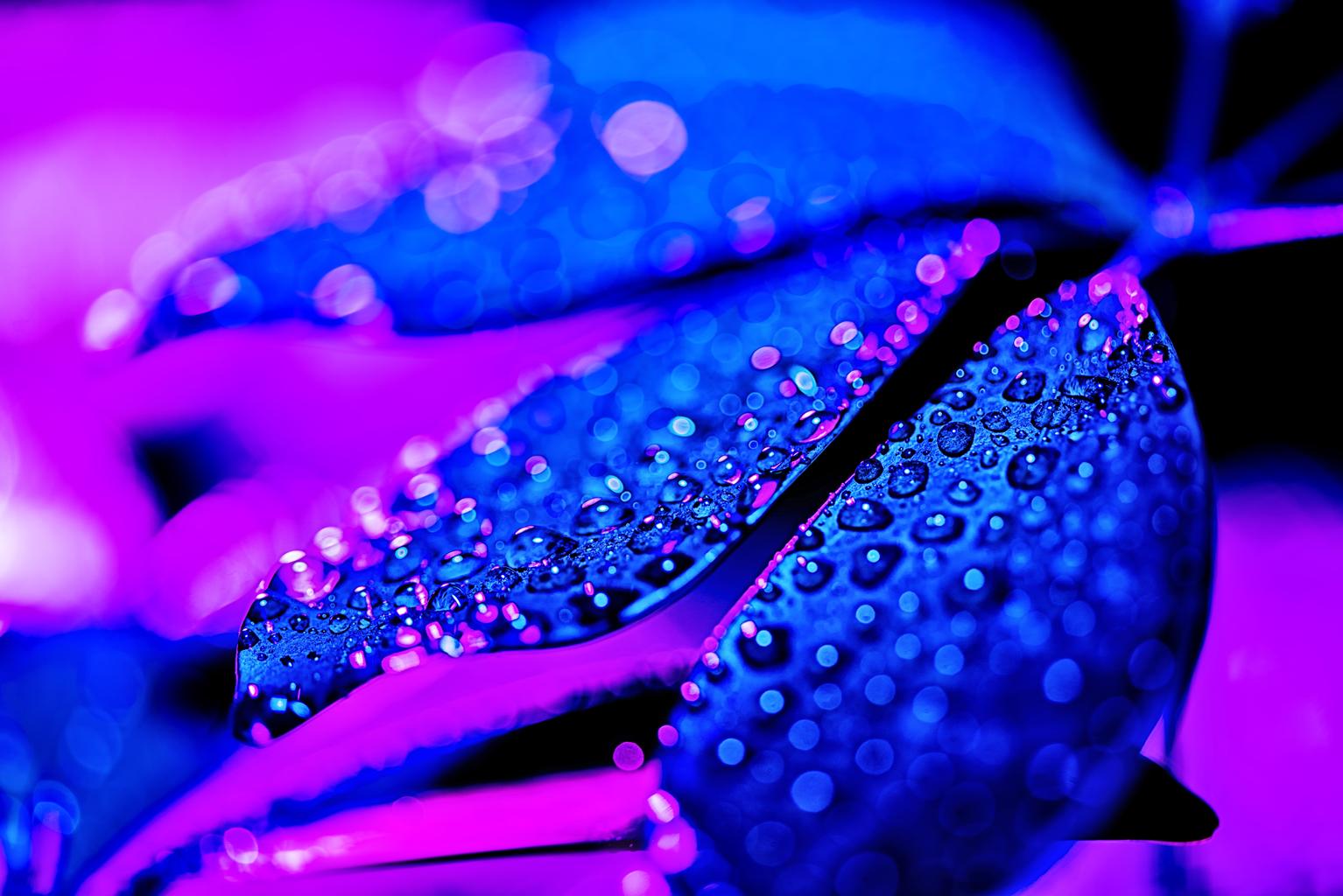 紫の滴と青い schefflera 葉植物テクスチャ - 写真・画像
