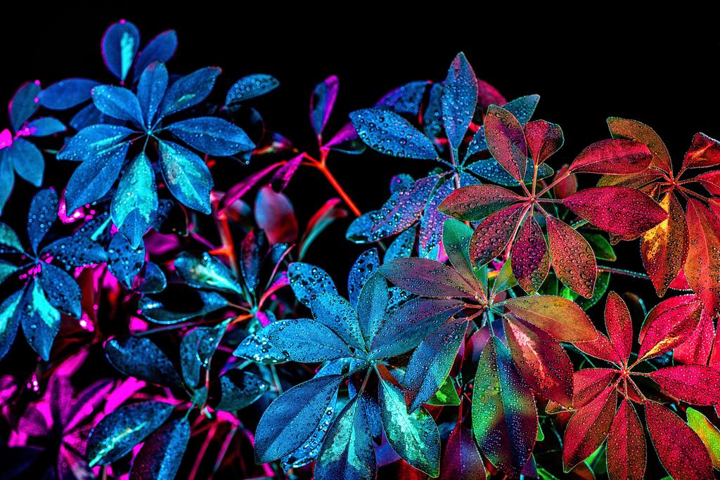 тонизированное изображение растения Шеффлера с капельками, изолированными на черном
 - Фото, изображение