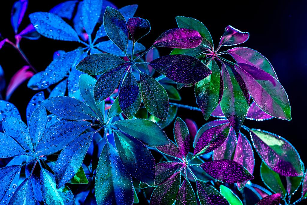 тонизированное изображение влажного растения Шефлеры, изолированного на черном
 - Фото, изображение