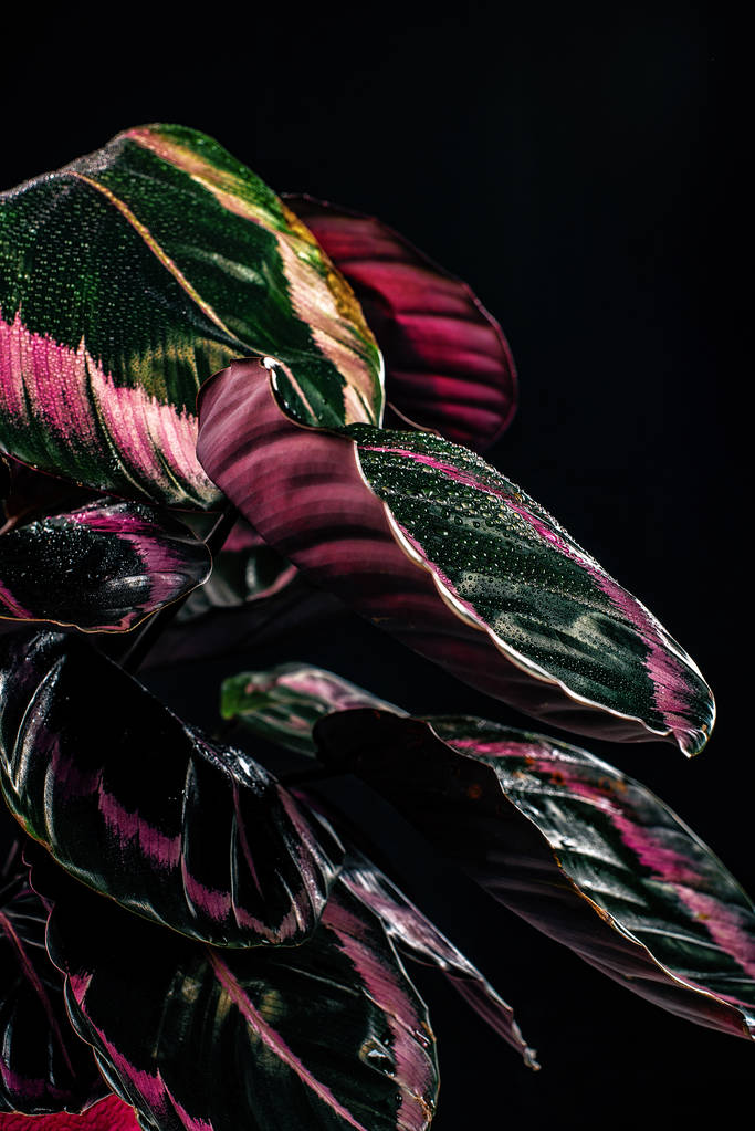 trendy calathea plant with pink leaves, isolated on black - Photo, Image
