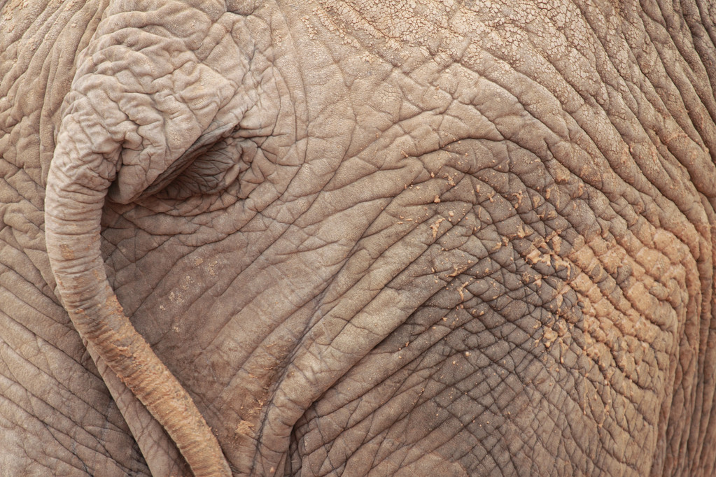 slon prdel - Fotografie, Obrázek