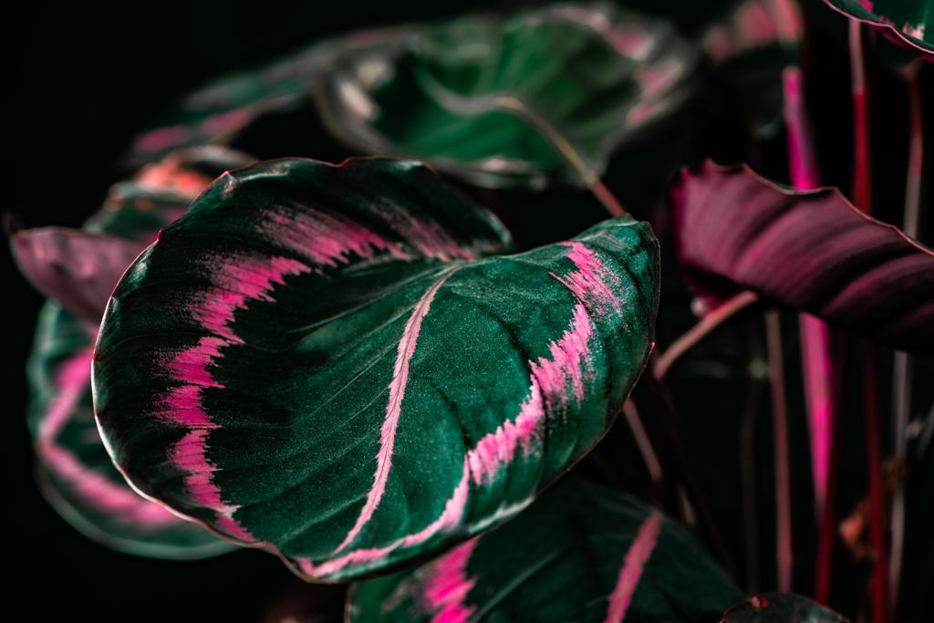 planta calathea botânica com folhas verdes e rosa, em preto
 - Foto, Imagem