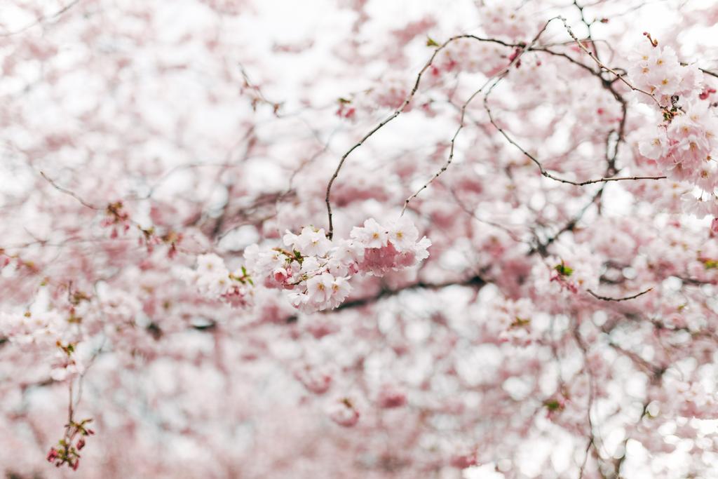 enfoque selectivo de la flor de cerezo hermoso
 - Foto, imagen