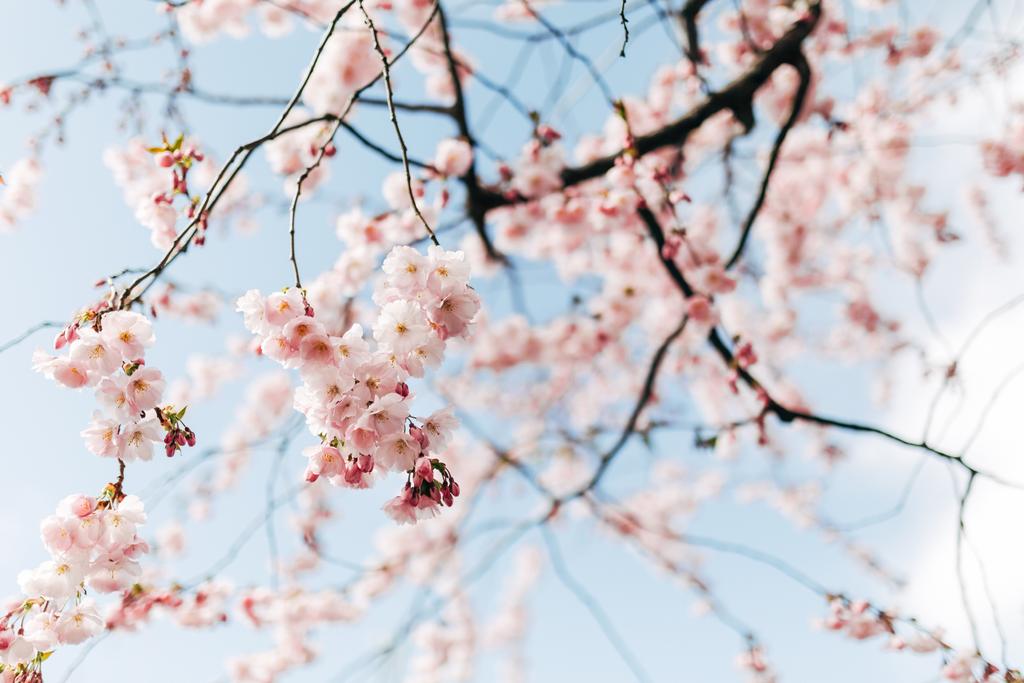 selective focus of beautiful cherry tree blossom and blue sky - Photo, Image