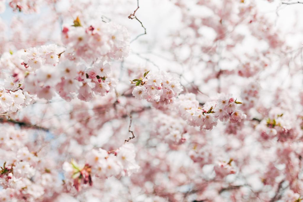 Blossom - Photo, Image
