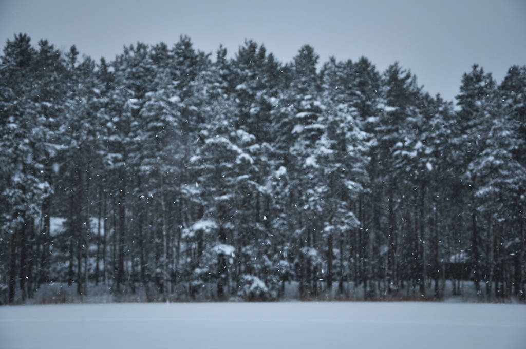Snowfall against pine forest covered by snow in a cold winter day - Photo, Image