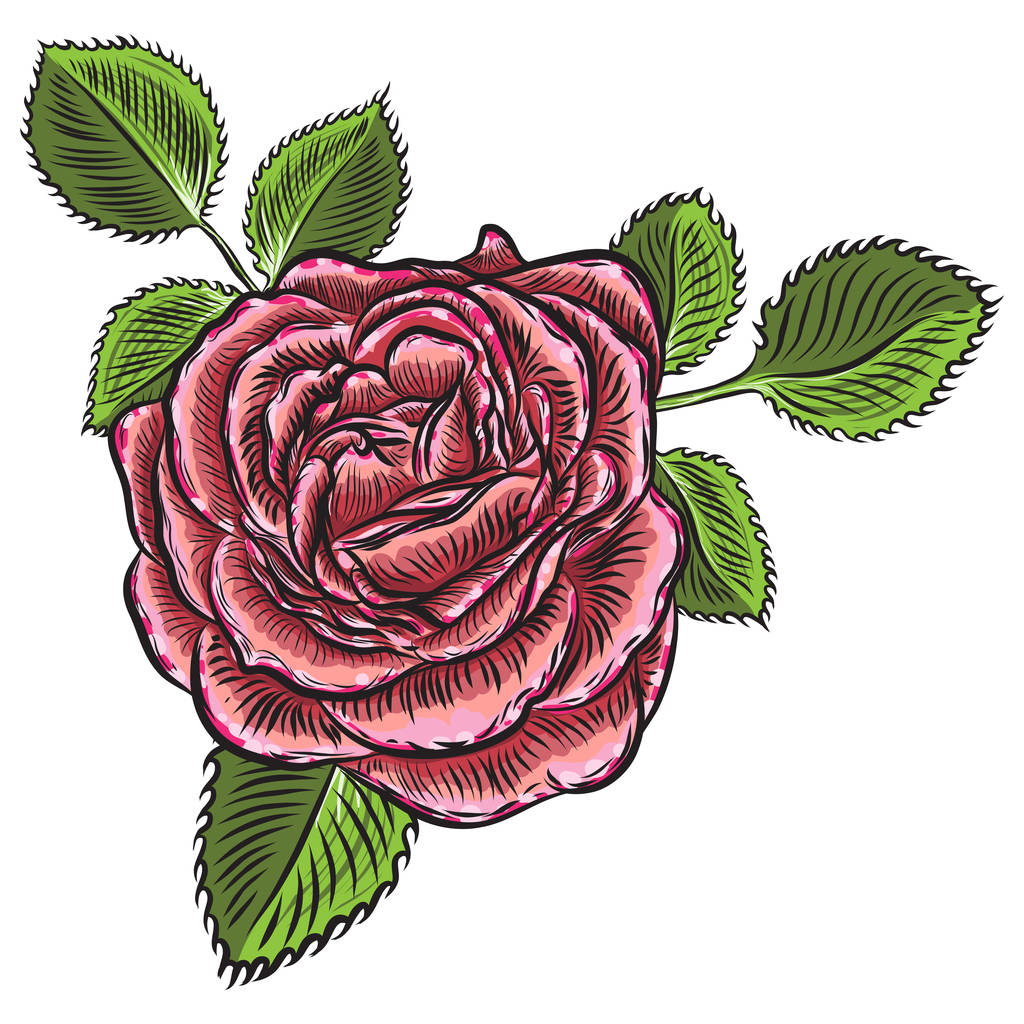 Flor de rosa botão de cabeça aberta e folhas verdes. Isolado em fundo branco. Vetor
. - Vetor, Imagem