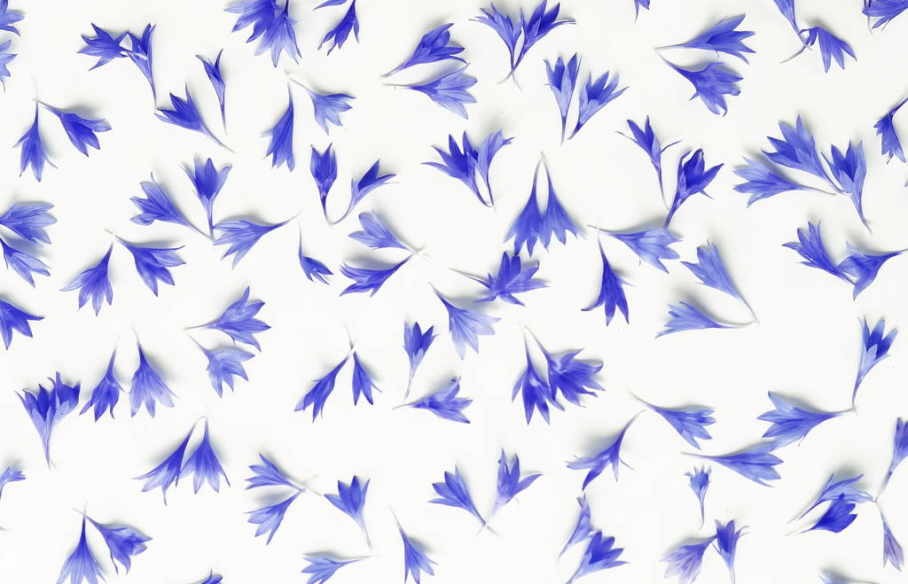 Цветы фон. Рамка из голубых васильковых цветов на белом фоне. Принято. Вид сверху
 - Фото, изображение