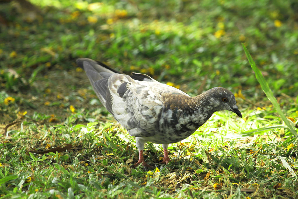 голуби на траве - Фото, изображение