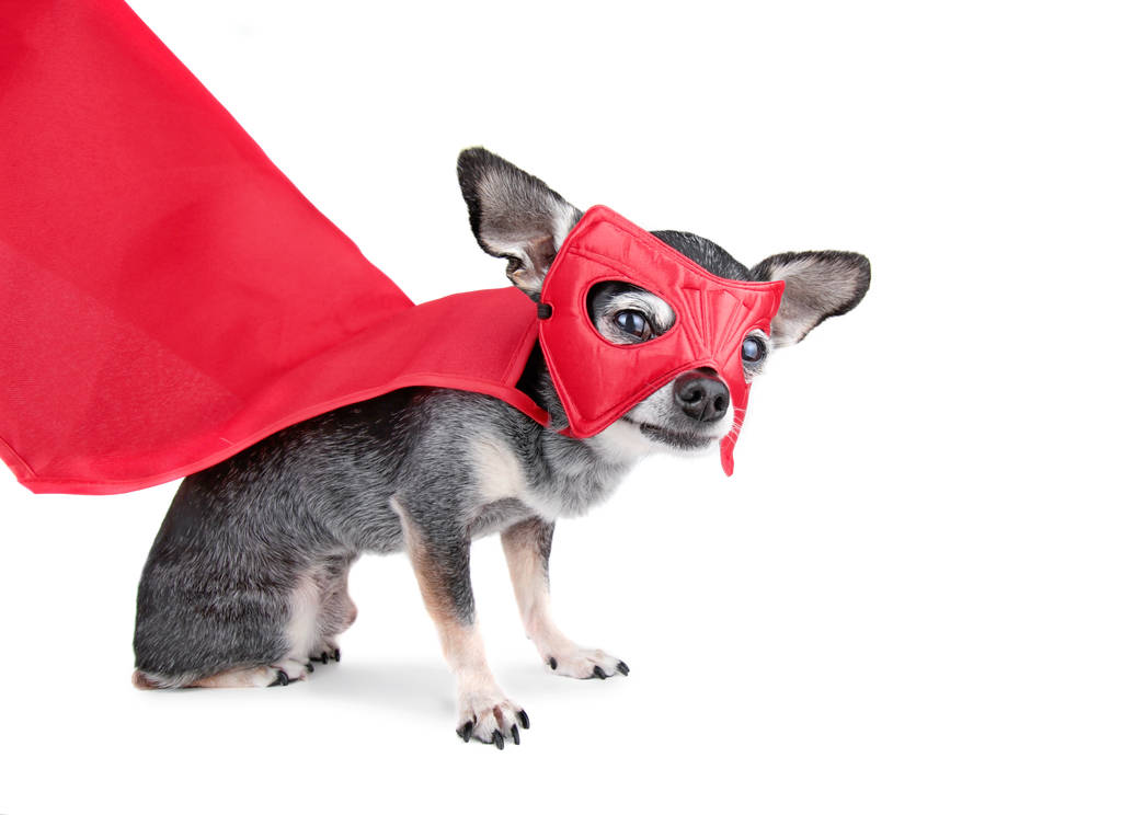 schattige chihuahua met een cape en super held masker op - Foto, afbeelding