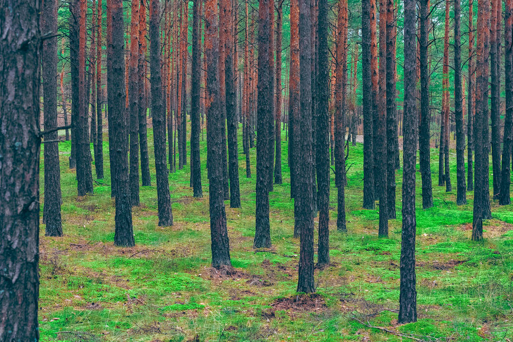 Bela natureza. Europa Central pinhal. Paisagem verde
 - Foto, Imagem