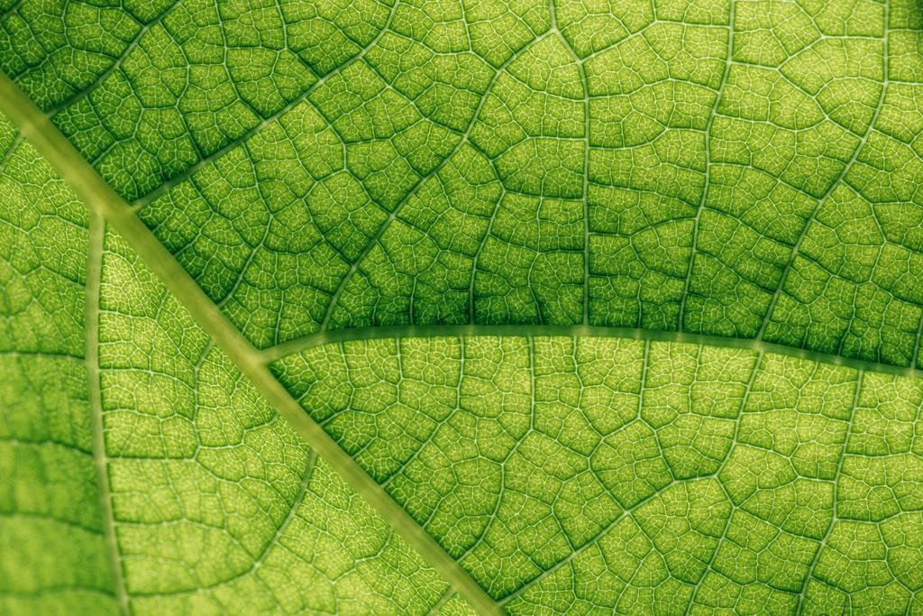 Макротекстура натурального зеленого листа
  - Фото, изображение