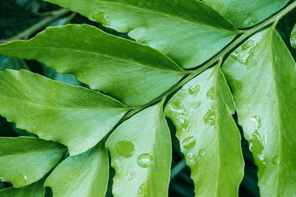 tekstura zieleni z zielonych liści na roślinie - Zdjęcie, obraz