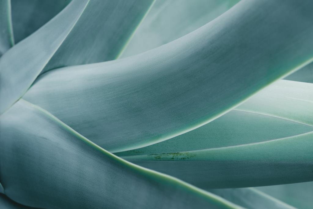 tło z niebieski aloesu roślin z bliska - Zdjęcie, obraz