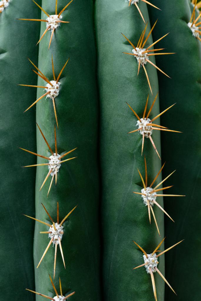 gros plan texture de cactus vert avec des aiguilles
  - Photo, image