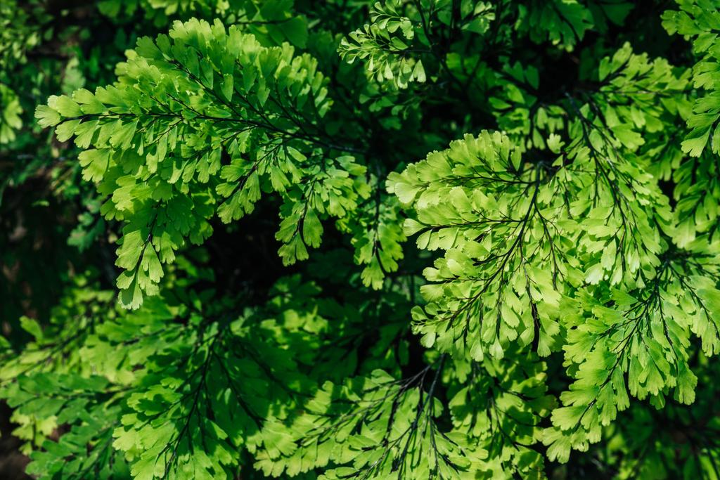 texture florale avec feuilles vertes sur la plante
 - Photo, image