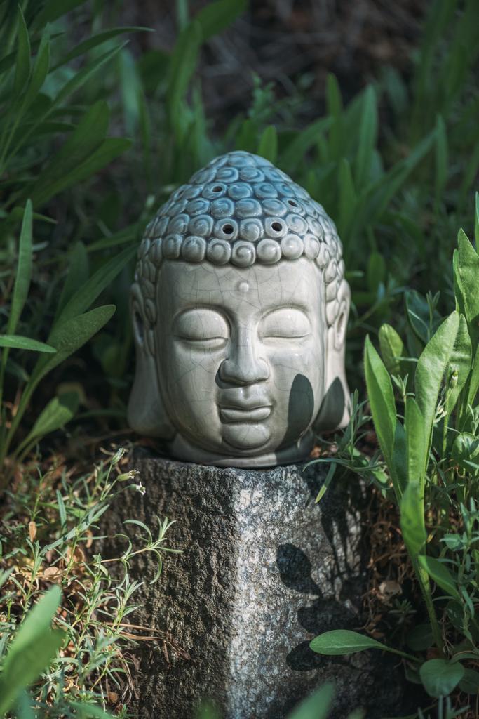 Будда голова на камені з зеленими рослинами навколо
 - Фото, зображення