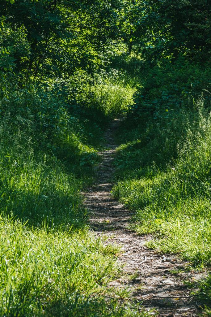 sentiero nel verde bosco estivo con luce solare
 - Foto, immagini
