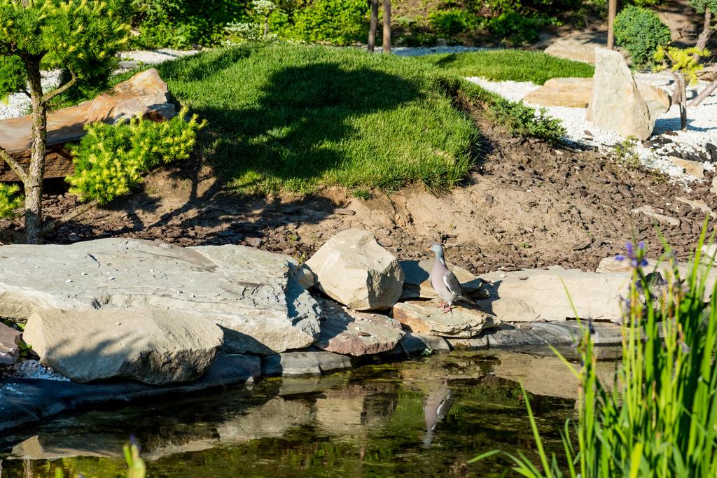 paloma de pie sobre rocas cerca de estanque tranquilo en verano a la luz del sol
 - Foto, Imagen