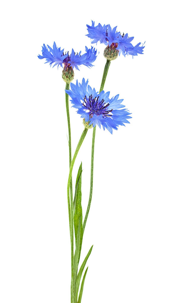 fiori di mais blu isolati su uno sfondo bianco
 - Foto, immagini
