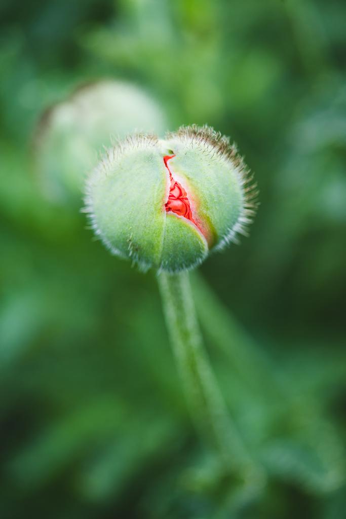 Nabídka červený mák bud na letní pole pozadí - Fotografie, Obrázek