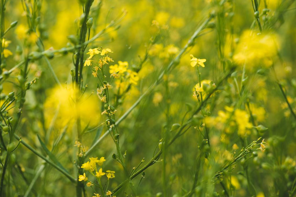 Mooi weiland met bloeiende gele bloemen - Foto, afbeelding