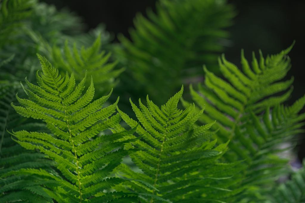 Natural background with green fern leaves - Photo, Image
