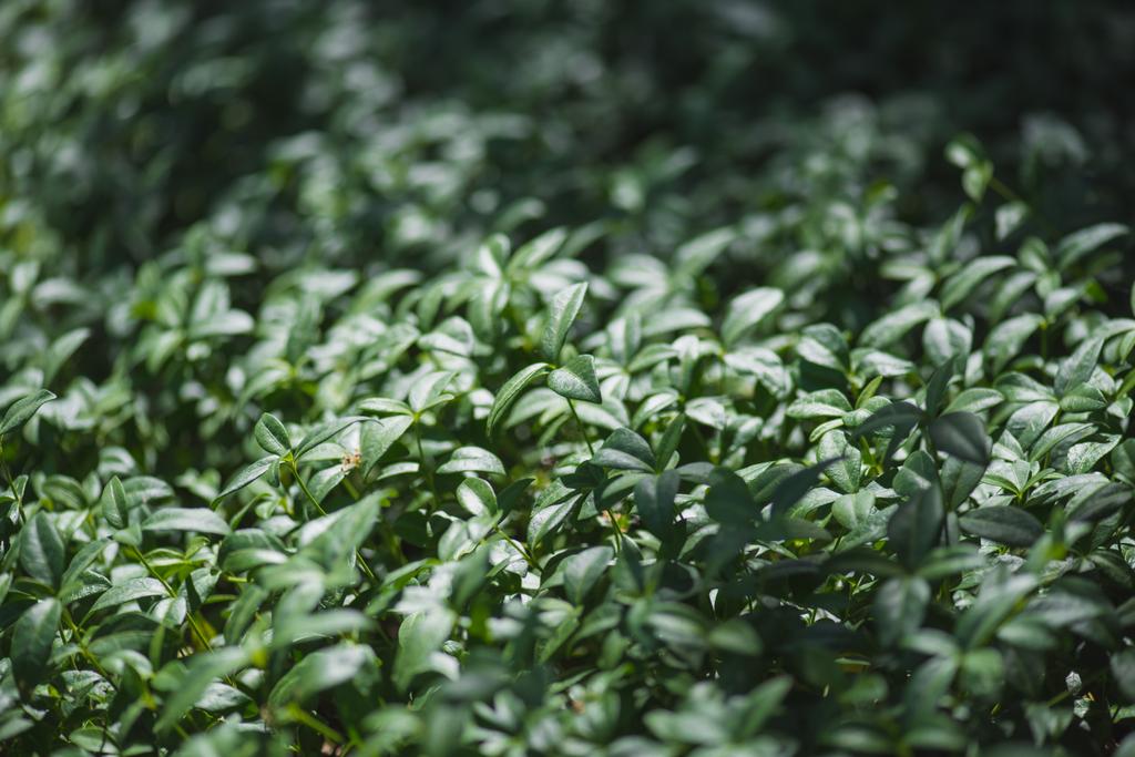 Foglie verdi di pianta di vinca sul prato estivo
 - Foto, immagini