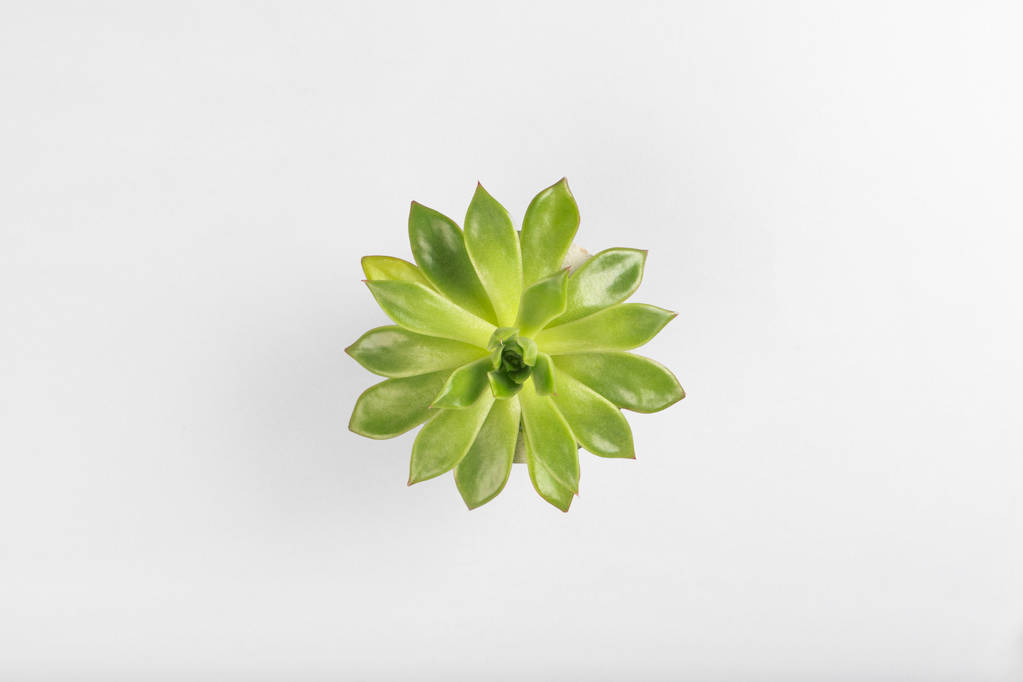 Hermoso patrón de suculento verde aislado sobre fondo gris. Piso tendido, vista superior
. - Foto, Imagen