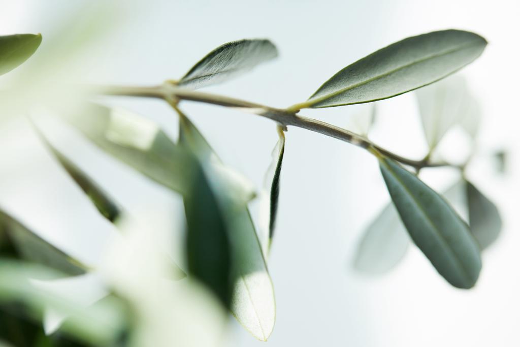 gros plan des feuilles de branche d'olivier sur fond flou
 - Photo, image