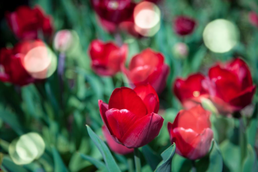 tulipany - Zdjęcie, obraz