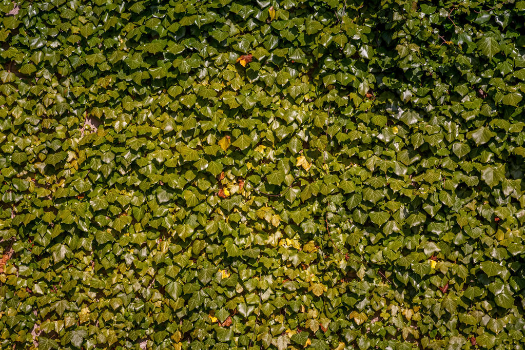 quadro completo de verde folhas de hera fundo
 - Foto, Imagem