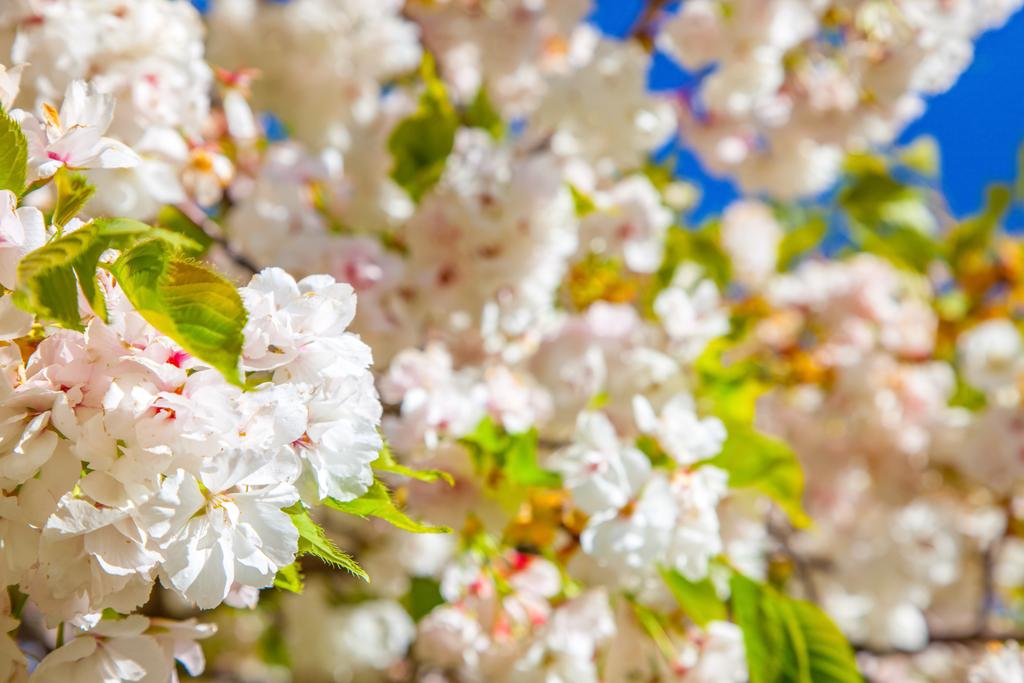 Close-up van vrolijke boom bloeiende bloemen achtergrond - Foto, afbeelding