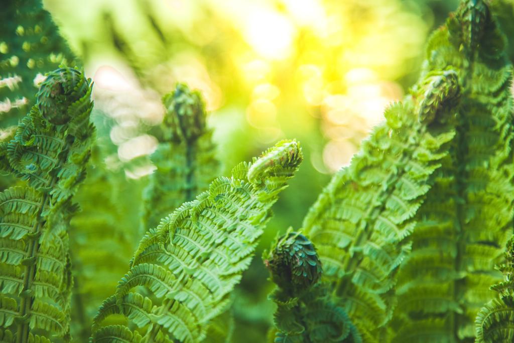 güzel yeşil fern ve güneş ışığı görünümünü kapat - Fotoğraf, Görsel