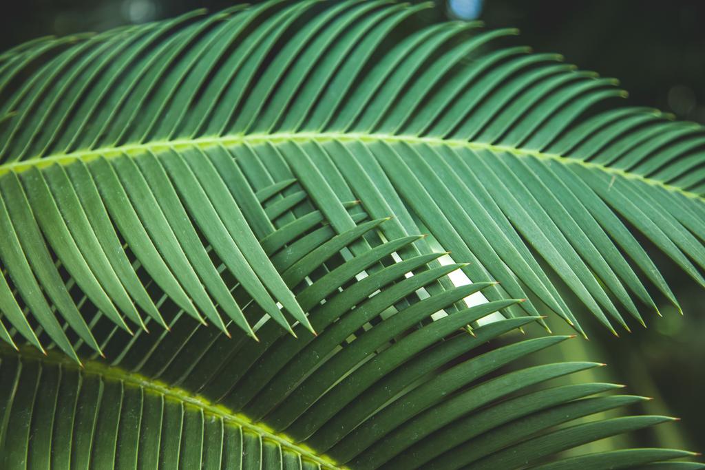 Nahaufnahme von schönen grünen Palmenblättern - Foto, Bild