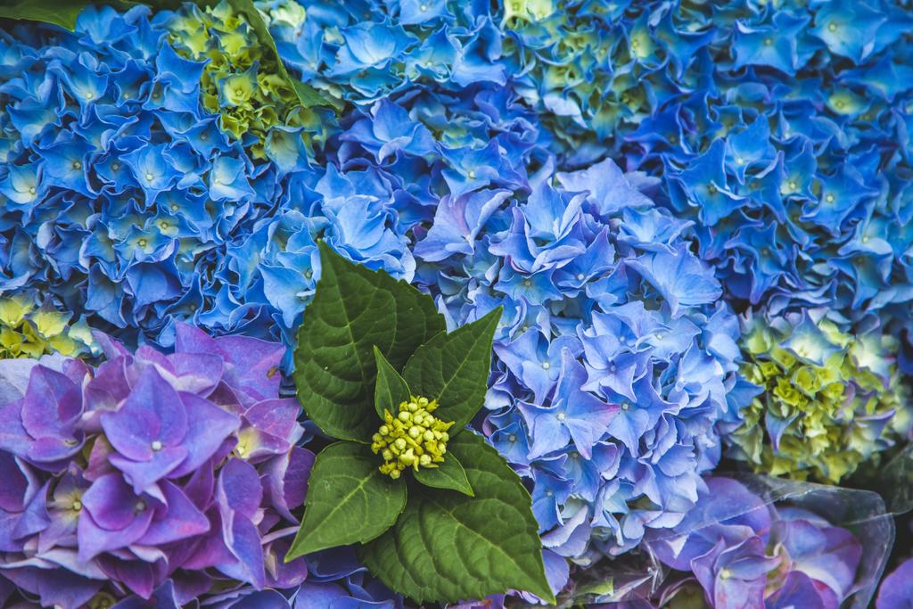 κλείνω πάνω θέα όμορφη hortensia μπλε λουλούδια - Φωτογραφία, εικόνα