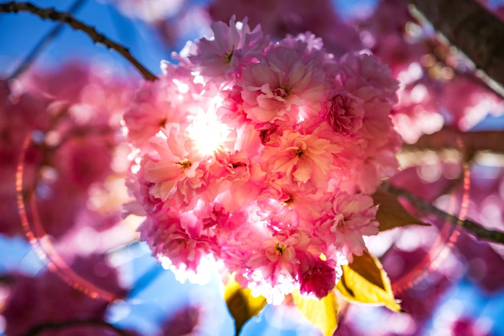 Sakura - Fotoğraf, Görsel
