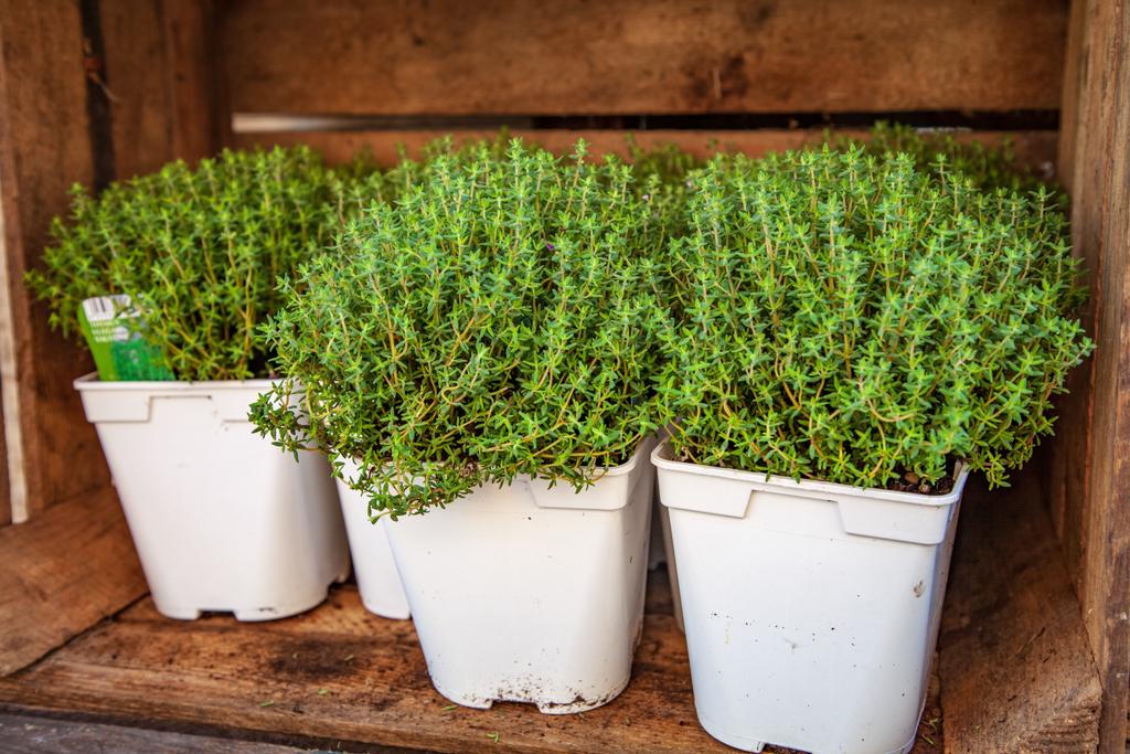 vista de perto de plantas de tomilho em vaso com folhas verdes em caixa de madeira
  - Foto, Imagem