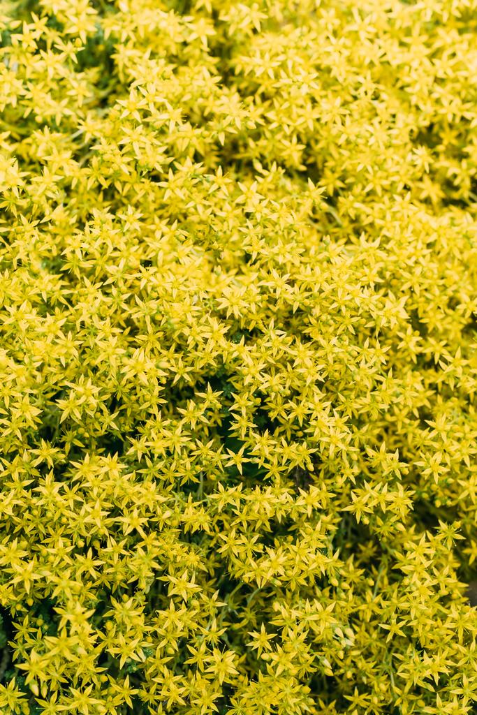 floral texture with little yellow flowers - Photo, Image
