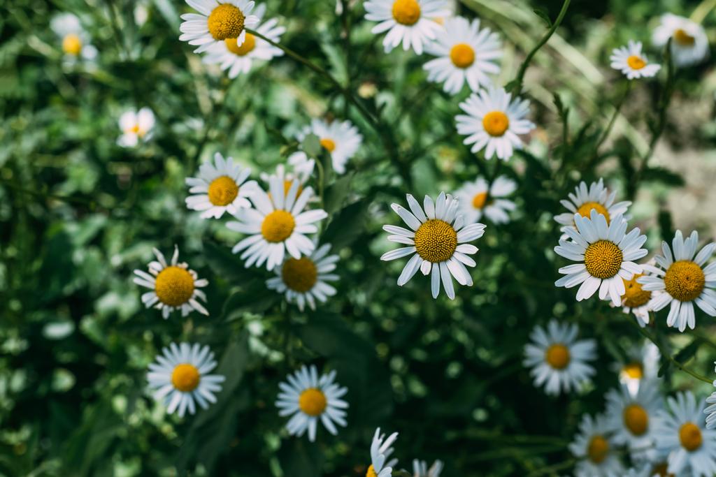 Close up de fundo floral com belas flores de camomila  - Foto, Imagem