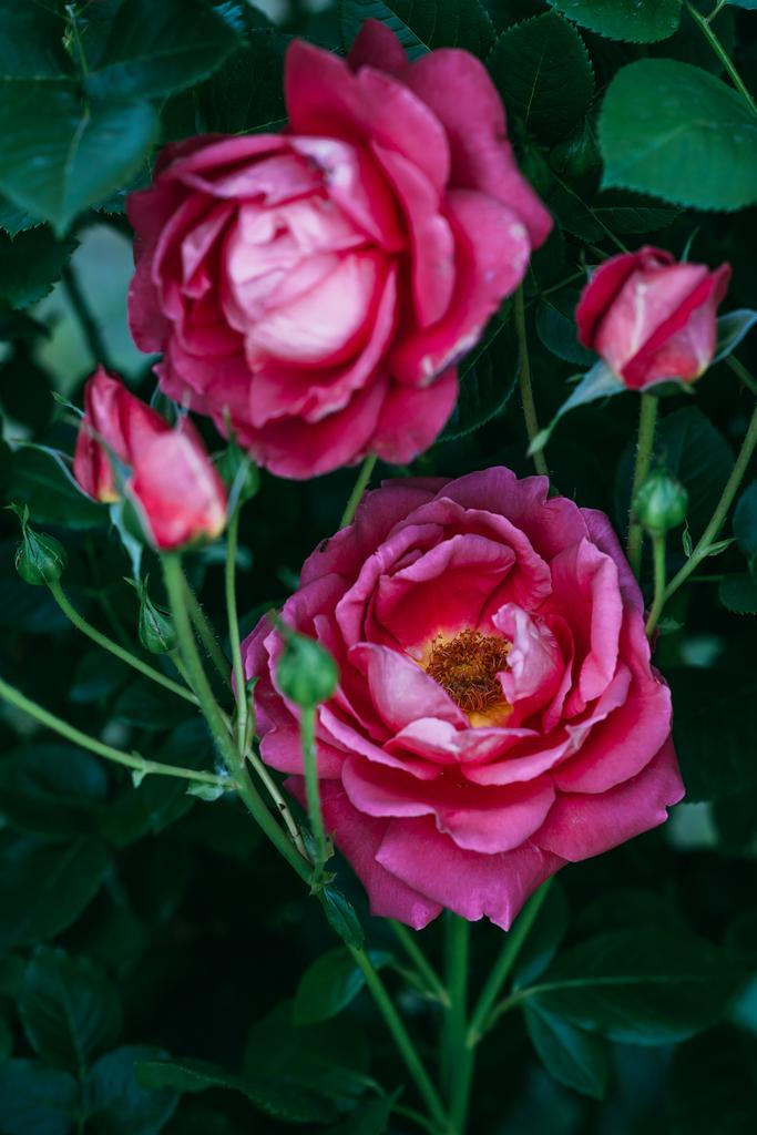 zblízka pohled na růžové květy růže - Fotografie, Obrázek