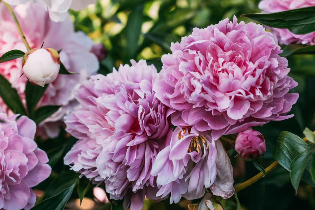 крупним планом рожеві квіти півонії в саду
 - Фото, зображення