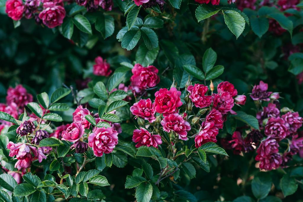 lähikuva näkymä pieni vaaleanpunainen ruusu kukkia pensas
 - Valokuva, kuva